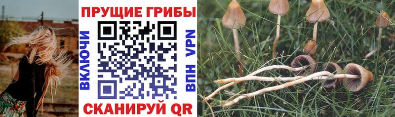 Галлюциногенные грибы Cubensis  Благовещенск 